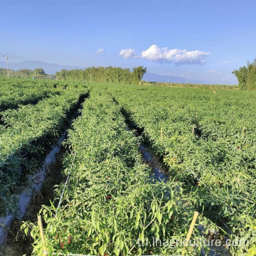 พริกไทยแดงมัดพุงข้าวมิลเล็ตสำหรับเครื่องปรุงรสอาหาร